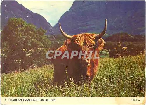 Cartes postales moderne A Highland Warrior on the Alert