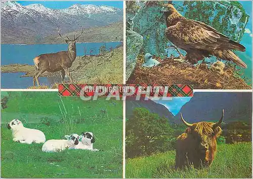 Cartes postales moderne Greeting From Scotland