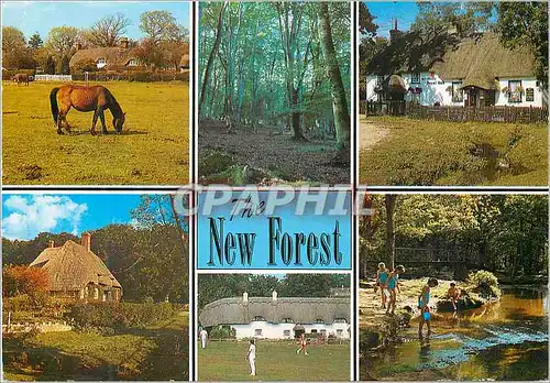 Cartes postales moderne New forest