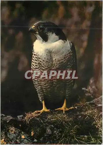 Cartes postales moderne Peregrine Falco Perigrinus Rapace
