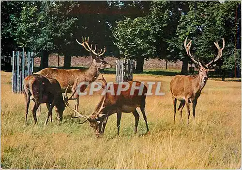 Cartes postales moderne Richmond Park Surrey Red Deer Stags Grazing