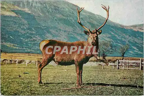 Moderne Karte Red Deer Stag Native of the Highlands of Scotland