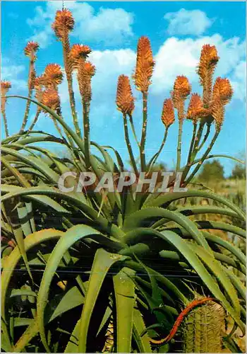 Cartes postales moderne Jardin Botanico Tropical Pinya de Rosa