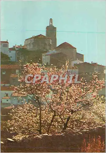 Cartes postales moderne Cadaques Costa Brava Almendros en Flor