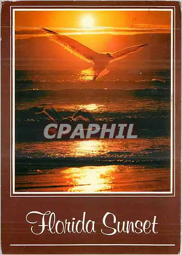 Cartes postales moderne Florida Sunset