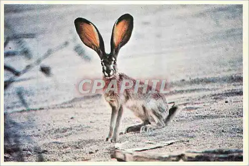 Cartes postales moderne Desert Jack Rabit