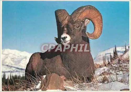 Cartes postales moderne Rocky Mountain Big Horn Sheep