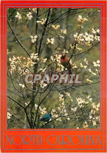 Cartes postales moderne North Carolina