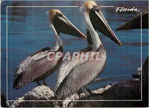 Cartes postales moderne Florida brown Pelicans