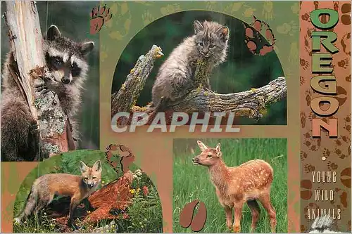 Cartes postales moderne Oregon Young wild Animals