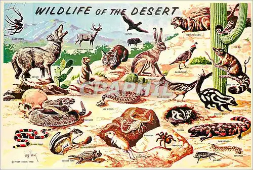 Cartes postales moderne Wildlife in Southwestern of the Desert