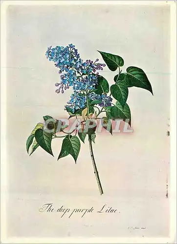 Cartes postales moderne The Dup Purple Lilac