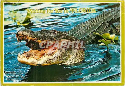 Cartes postales moderne Waiting for You in Florida Many of these Denizens Can be Found along Florida's Waterways Crocodi