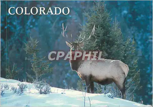 Cartes postales moderne Bull Elk Colorado