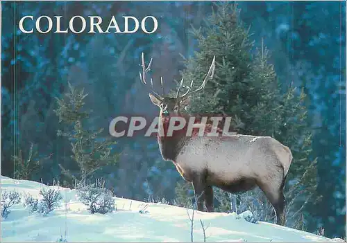 Moderne Karte Bull Elk Colorado