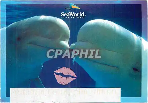 Cartes postales moderne Sea world