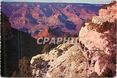 Cartes postales moderne By Mule Train into the Grand Canyon