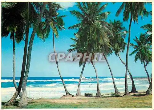 Moderne Karte Tropical Florida Palms and Surf