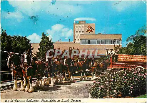 Cartes postales moderne World Famous Budweiser Clydesdales at Busch Gardens Chevaux