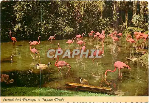 Cartes postales moderne Graceful Pink Flamingos in Tropical Florida