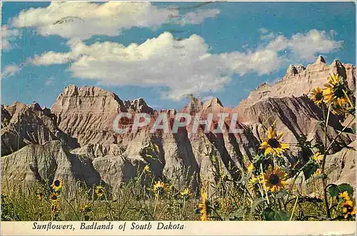 Cartes postales moderne Sunflowers Badlands of South Dakota