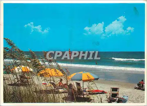 Cartes postales moderne Golden Sea Oats