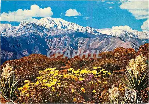 Cartes postales moderne Springtime on the Desert