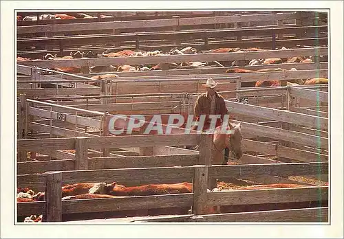 Cartes postales moderne Cowboy Vaches