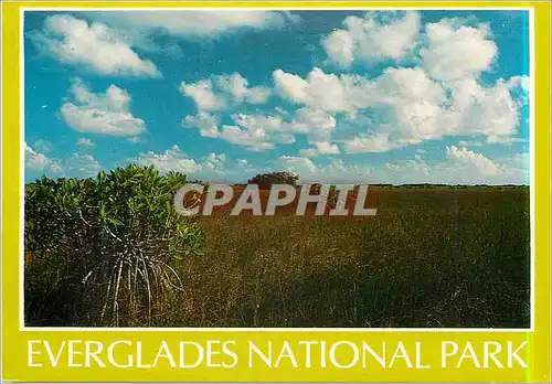 Cartes postales moderne Everglades National Park