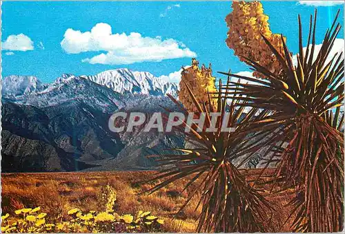 Cartes postales moderne Springtime on the Desert