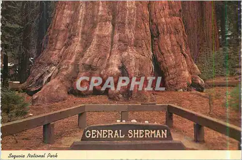 Cartes postales moderne Sequoia National Park General Sherman Tree