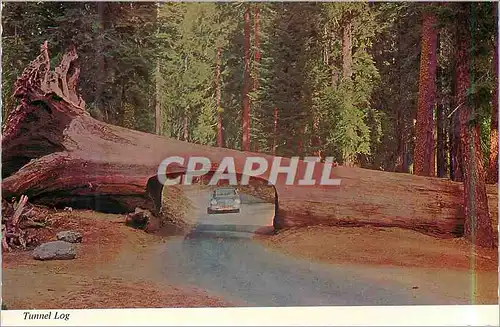 Cartes postales moderne Tunnel Log Sequoia National Park