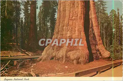 Moderne Karte Sequoia National Park The Sentinel Tree