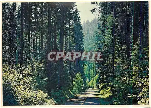 Cartes postales moderne Pacific Northwest The Fir lined Highways of Washington
