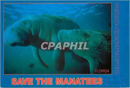 Cartes postales moderne Save the Manatees Florida