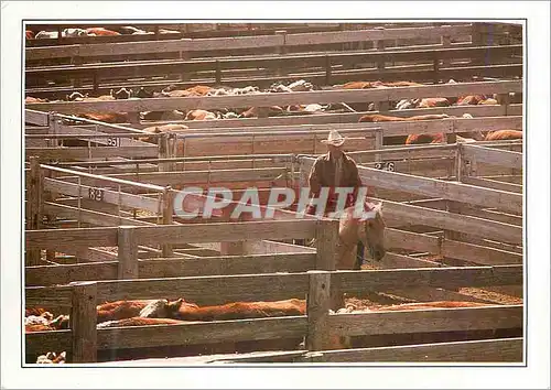 Cartes postales moderne Amarillo Troupeau au Corral