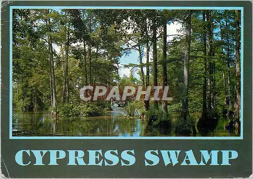 Cartes postales moderne Cypress Swamp