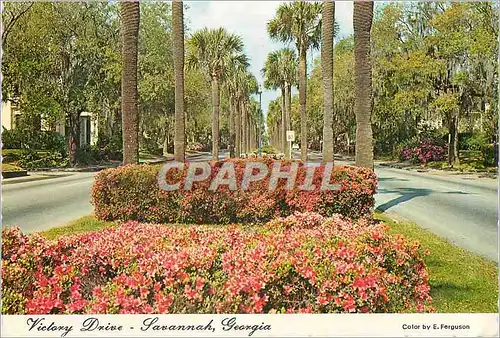 Cartes postales moderne Victory Drive Savannah Georgia