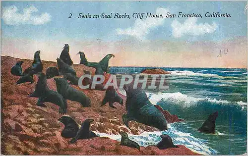 Cartes postales Seals on Seal Rocks Cliff House San Francisco California