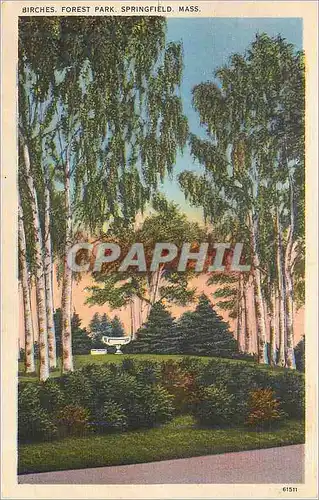 Cartes postales Birches Forest Park Springfield Mass