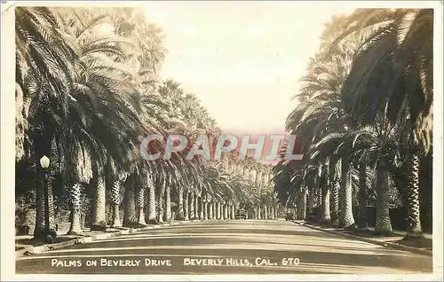 Cartes postales Palms on Beverly Drive Beverly Hills
