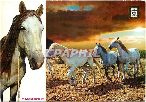 Cartes postales moderne Lumiere et Couleurs de la Camargue Cheveaux camarguals