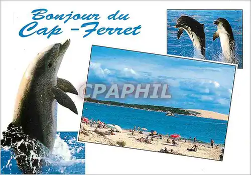 Moderne Karte Bonjour du Cap Ferret
