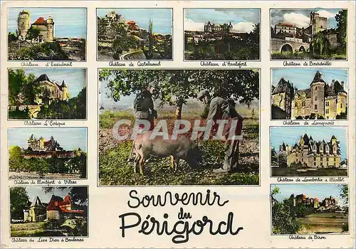 Cartes postales moderne Souvenir du Perigord Cochon Porc Truffe