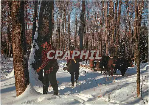 Cartes postales moderne Holes are Drilled into Maple trees in Early Spring
