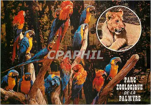 Cartes postales moderne Parc Zoologique de la Palmyre Royan Perroquet Lion
