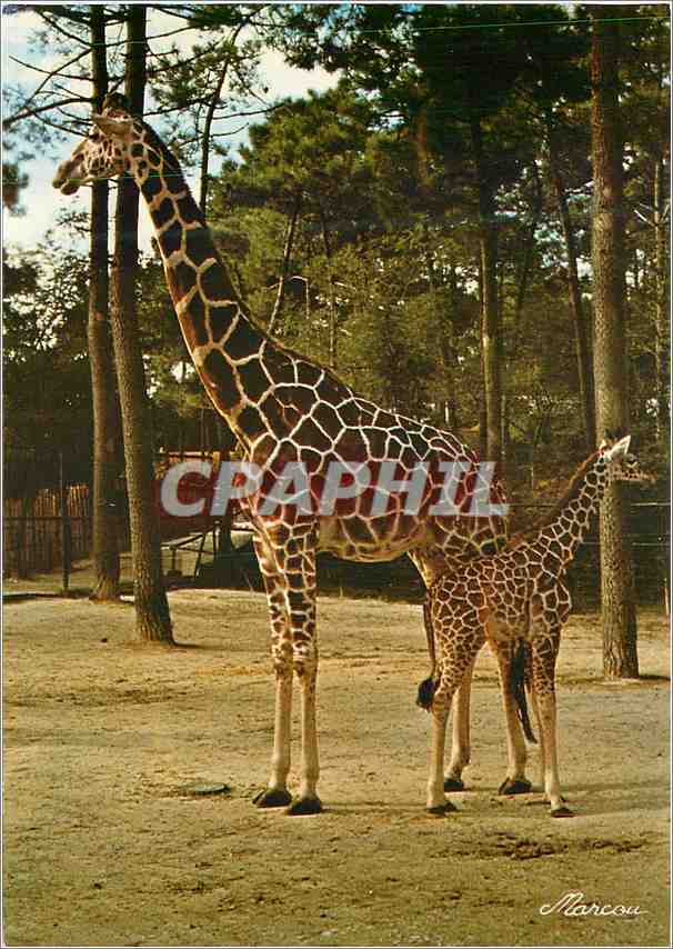 Moderne Karte Zoo De La Palmyre Royan Girafe Reticulee Et Son Girafon De 2 Mois Giraffe Nr Dmox25 Oldthing Ansichtskarten Charente Maritime