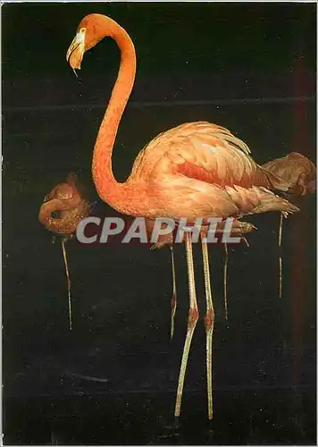 Moderne Karte Zoo de la Palmyre Flamant Rose