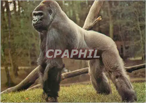 Cartes postales moderne Migger de Bale Suisse en 1964 Arrive a la Palmyre en 1980 Il Mesure 1 m 82 et Pese 190kg