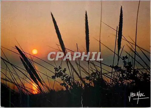 Cartes postales moderne le Soir herbes des dunes